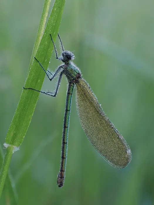 Framed Print : RF - Banded demoiselle (Calopteryx splendens) female, resting on blade of grass at dawn, covered with dew, Hertfordshire, England, UK. June. Focus stacked Framed Print : RF - Banded demoiselle (Calopteryx splendens) female, resting on blade of grass at dawn, covered with dew, Hertfordshire, England, UK. June. Focus stacked