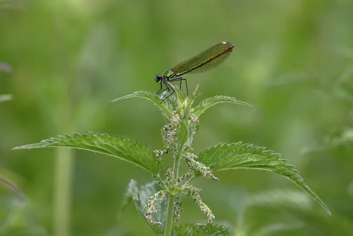 Framed Print : RF - Banded demoiselle (Calopteryx splendens) female, resting on stinging nettles, Norfolk, England, UK. June Framed Print : RF - Banded demoiselle (Calopteryx splendens) female, resting on stinging nettles, Norfolk, England, UK. June