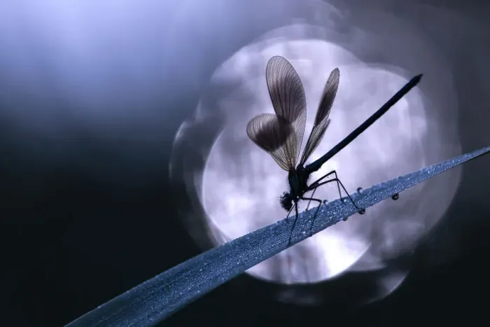Framed Print : RF - Banded demoiselle damselfly (Calopteryx splendens) male roosting on reed, silhouetted against sun reflected in the water. Cornwall, England, UK. May. (This image may be licensed either as rights managed or royalty free. ) Framed Print : RF - Banded demoiselle damselfly (Calopteryx splendens) male roosting on reed, silhouetted against sun reflected in the water. Cornwall, England, UK. May. (This image may be licensed either as rights managed or royalty free. )