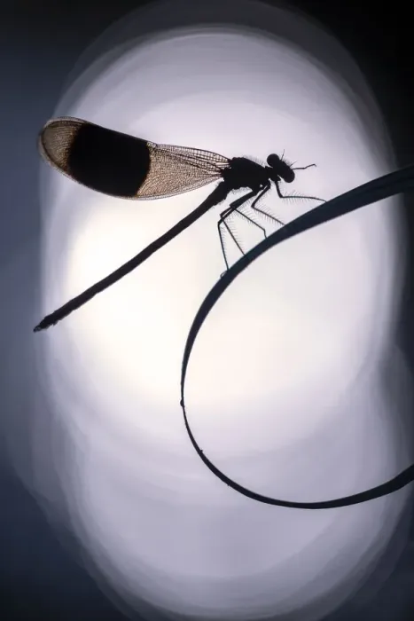 Framed Print : RF - Banded demoiselles (Calopteryx splendens) male roosting among grasses, silhouetted Framed Print : RF - Banded demoiselles (Calopteryx splendens) male roosting among grasses, silhouetted