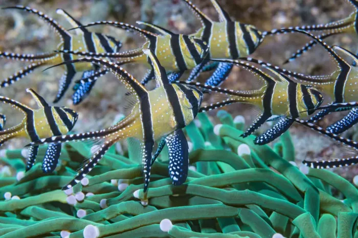 Framed Print : RF - Banggai cardinalfish (Pterapogon kauderni). Lembeh Strait, North Sulawesi Framed Print : RF - Banggai cardinalfish (Pterapogon kauderni). Lembeh Strait, North Sulawesi