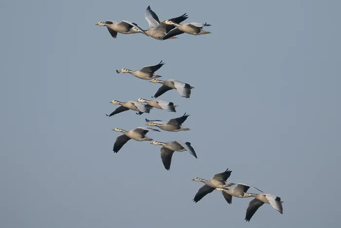 Framed Print : RF - Bar-headed geese (Anser indicus) flock in flight, Chambal river, Dholpur, Rajastahn, India. (This image may be licensed either as rights managed or royalty free.) Framed Print : RF - Bar-headed geese (Anser indicus) flock in flight, Chambal river, Dholpur, Rajastahn, India. (This image may be licensed either as rights managed or royalty free.)