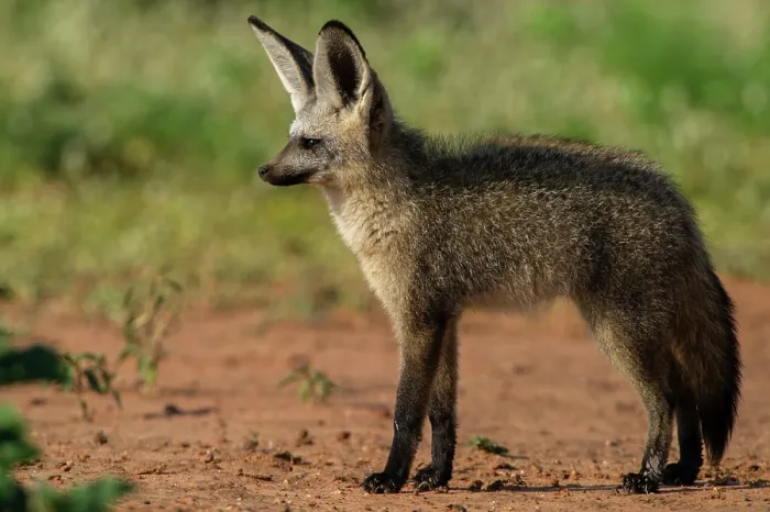 Framed Print : RF - Bat-eared fox (Otocyon megalotis) portrait, Marakele Private Reserve, Waterberg Biosphere Reserve, Limpopo Province, South Africa