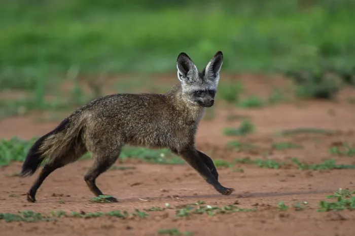 Framed Print : RF - Bat-eared fox (Otocyon megalotis) running over dry ground, Marataba, Marakele National Park, Limpopo Province, South Africa Framed Print : RF - Bat-eared fox (Otocyon megalotis) running over dry ground, Marataba, Marakele National Park, Limpopo Province, South Africa