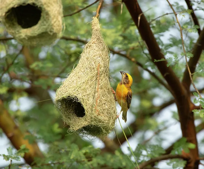 Framed Print : RF - Baya weaver (Ploceus philippinus) male perched on hanging nest, Rajasthan, India. (This image may be licensed either as rights managed or royalty free.) Framed Print : RF - Baya weaver (Ploceus philippinus) male perched on hanging nest, Rajasthan, India. (This image may be licensed either as rights managed or royalty free.)