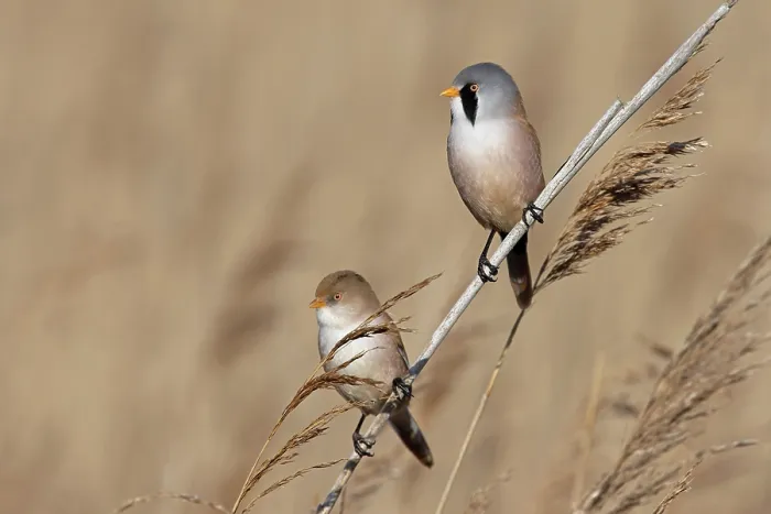 Framed Print : RF - Bearded tit (Panurus biarmicus) pair perched on reeds, Minsmere, Suffolk, UK. March. (This image may be licensed either as rights managed or royalty free.) Framed Print : RF - Bearded tit (Panurus biarmicus) pair perched on reeds, Minsmere, Suffolk, UK. March. (This image may be licensed either as rights managed or royalty free.)