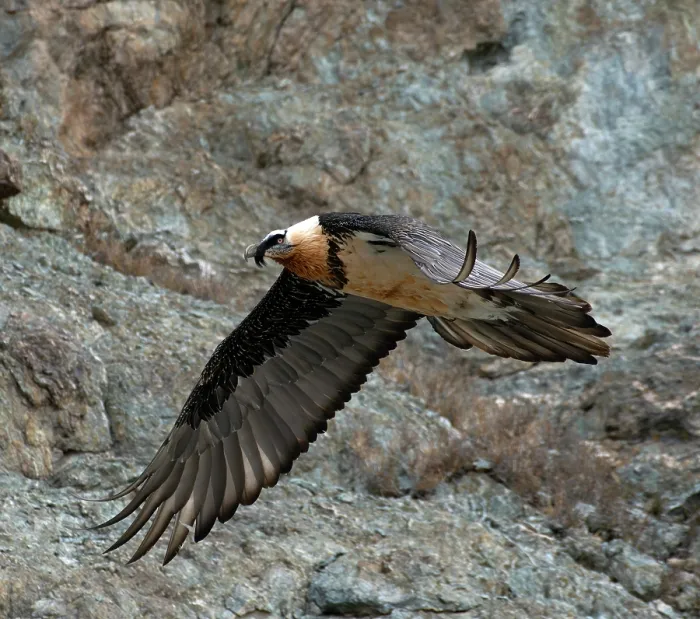 Framed Print : RF - Bearded vulture (Gypaetus barbatus) in flight, Hanle, Ladakh, India. (This image may be licensed either as rights managed or royalty free.) Framed Print : RF - Bearded vulture (Gypaetus barbatus) in flight, Hanle, Ladakh, India. (This image may be licensed either as rights managed or royalty free.)