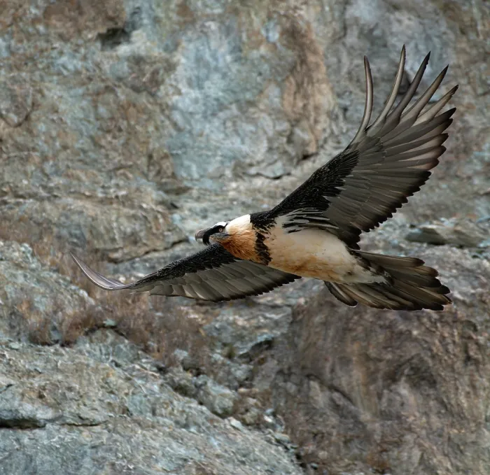 Framed Print : RF - Bearded vulture (Gypaetus barbatus) in flight, Hanle, Ladakh, India. (This image may be licensed either as rights managed or royalty free.)