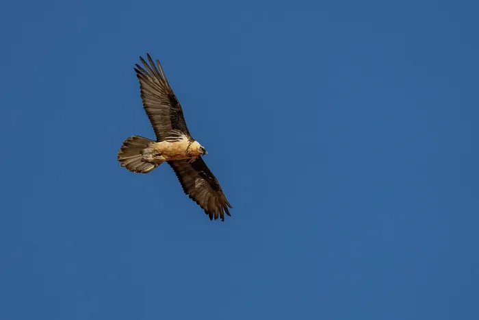 Framed Print : RF - Bearded vulture (Gypaetus barbatus) in flight against blue sky, Margaz Mountains, Western Mongolia. (This image may be licensed either as rights managed or royalty free.) Framed Print : RF - Bearded vulture (Gypaetus barbatus) in flight against blue sky, Margaz Mountains, Western Mongolia. (This image may be licensed either as rights managed or royalty free.)