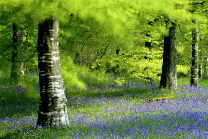 Framed Print : RF- Beech (Fagus) and Bluebell (Hyacinthoides non-scripta) woodland at Lanhydrock, Cornwall. UK Framed Print : RF- Beech (Fagus) and Bluebell (Hyacinthoides non-scripta) woodland at Lanhydrock, Cornwall. UK