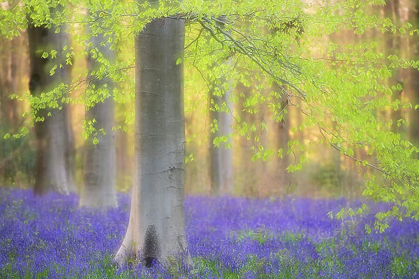 RF - Beech trees (Fagus sylvatica) and english bluebells (Hyacinthoides non-scripta). Late evening light and double exposure to create soft, dreamy effect. West Woods, nr Marlborough, Wiltshire, UK. May