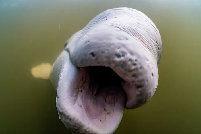 Framed Print : RF - Beluga whale (Delphinapterus leucas) close up portrait with mouth open, Churchill River, Manitoba, Canada Framed Print : RF - Beluga whale (Delphinapterus leucas) close up portrait with mouth open, Churchill River, Manitoba, Canada