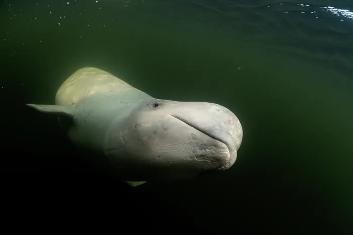 Framed Print : RF - Beluga whale (Delphinapterus leucas) underwater, portrait, Hudson Bay near Churchill, Manitoba, Canada. (This image may be licensed either as rights managed or royalty free.) Framed Print : RF - Beluga whale (Delphinapterus leucas) underwater, portrait, Hudson Bay near Churchill, Manitoba, Canada. (This image may be licensed either as rights managed or royalty free.)