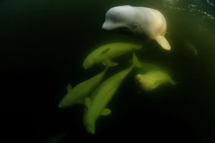 Framed Print : RF - Beluga whales (Delphinapterus leucas) pod underwater, Hudson Bay, Manitoba, Canada. (This image may be licensed either as rights managed or royalty free.) Framed Print : RF - Beluga whales (Delphinapterus leucas) pod underwater, Hudson Bay, Manitoba, Canada. (This image may be licensed either as rights managed or royalty free.)