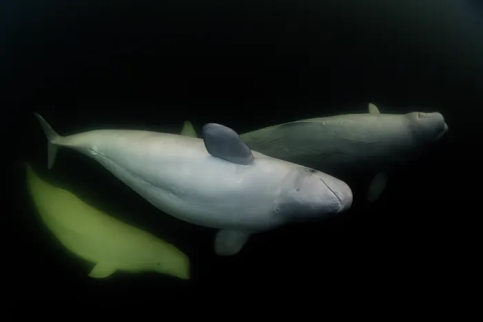 Framed Print : RF - Three Beluga whales (Delphinapterus leucas) underwater, Hudson Bay, Canada. (This image may be licensed either as rights managed or royalty free.) Framed Print : RF - Three Beluga whales (Delphinapterus leucas) underwater, Hudson Bay, Canada. (This image may be licensed either as rights managed or royalty free.)