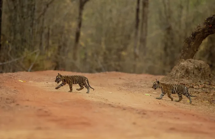 Framed Print : RF - Two Bengal tiger (Panthera tigris tigris) cubs crossing forest track, Bandhavgarh Tiger Reserve, Madhya Pradesh, India. Endangered