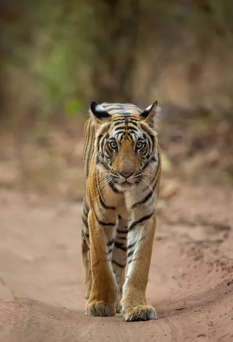 Framed Print : RF - Bengal tiger (Panthera tigris tigris) female, walking along forest track, Bandhavgarh Tiger Reserve, Madhya Pradesh, India. Endangered Framed Print : RF - Bengal tiger (Panthera tigris tigris) female, walking along forest track, Bandhavgarh Tiger Reserve, Madhya Pradesh, India. Endangered