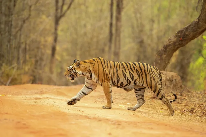 Framed Print : RF - Bengal tiger (Panthera tigris tigris) female, crossing forest track, Bandhavgarh Tiger Reserve, Madhya Pradesh, India. Endangered Framed Print : RF - Bengal tiger (Panthera tigris tigris) female, crossing forest track, Bandhavgarh Tiger Reserve, Madhya Pradesh, India. Endangered