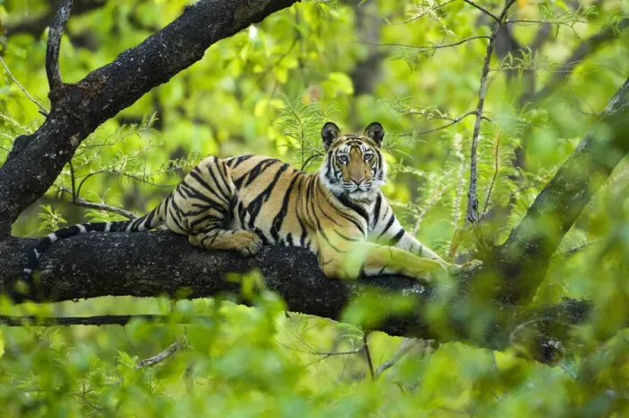 Framed Print : RF - Bengal tiger (Panthera tigris tigris) juvenile, age 15 months, climbing a tree