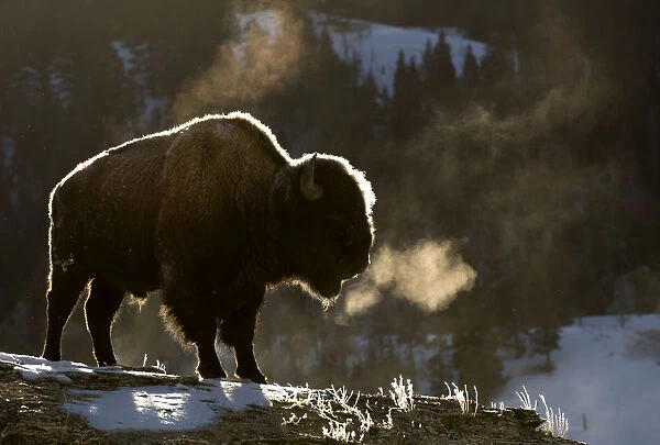 RF - Bison (Bison bison) breathing in the cold air, Yellowstone National Park, USA