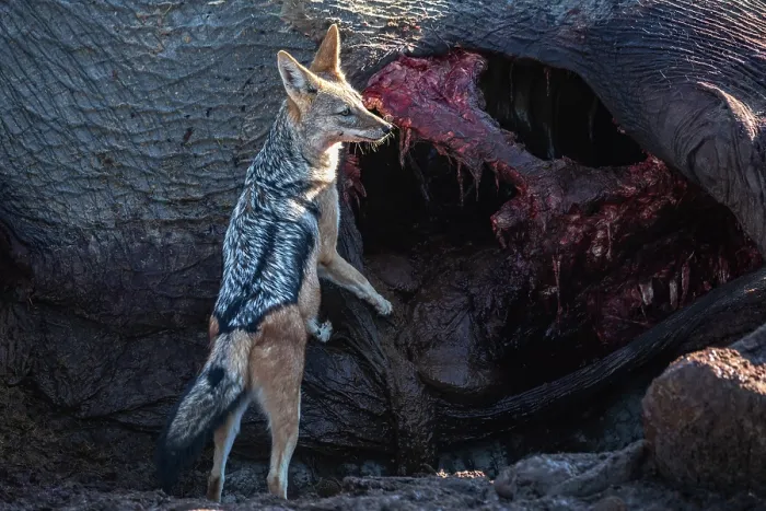 Framed Print : RF - Black-backed jackal (Canis mesomelas) scavenging on Elephant (Loxodonta africana) carcass, Okavango Delta, Botswana Framed Print : RF - Black-backed jackal (Canis mesomelas) scavenging on Elephant (Loxodonta africana) carcass, Okavango Delta, Botswana