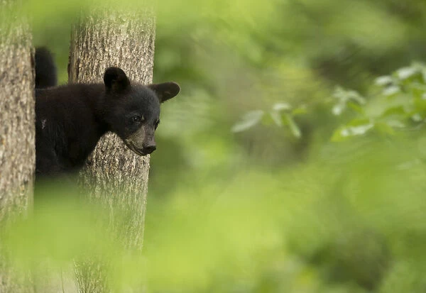 RF - Black bear cub (Ursus americanus) peeping through some trees, Minnesota, USA, June