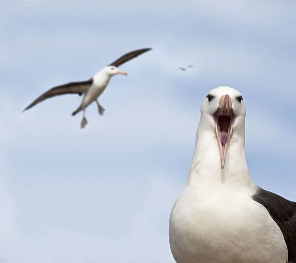 RF - Black-browed albatross (Thalassarche melanophrys) calling and in flight