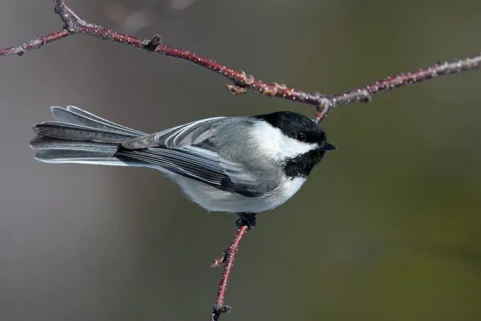 Framed Print : RF - Black-capped chickadee (Poecile atricapillus) perched on a Paper birch (Betula papyrifera) branch, Acadia National Park, Maine, USA. March Framed Print : RF - Black-capped chickadee (Poecile atricapillus) perched on a Paper birch (Betula papyrifera) branch, Acadia National Park, Maine, USA. March