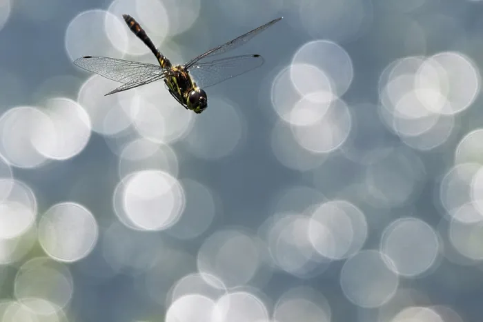 Framed Print : RF - Black darter dragonfly (Sympetrum danae) juvenile male in flight over water, Upper Bavaria, Germany. July Framed Print : RF - Black darter dragonfly (Sympetrum danae) juvenile male in flight over water, Upper Bavaria, Germany. July