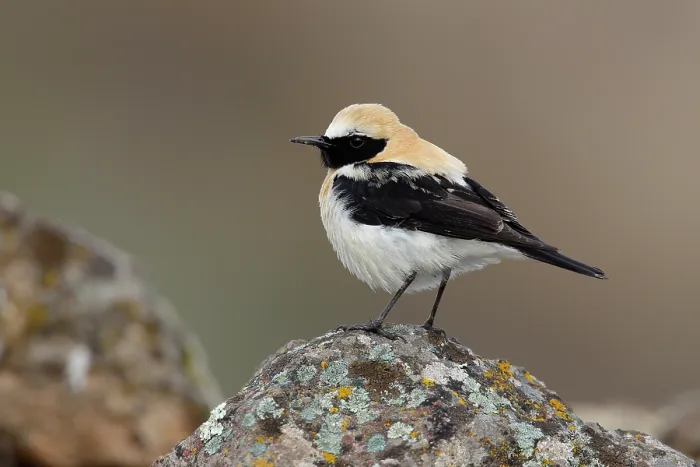 Framed Print : RF - Black-eared wheatear (Oenanthe hispanica) male, perched on a rock, portrait, Ciudad Real, Spain. April. (This image may be licensed either as rights managed or royalty free.) Framed Print : RF - Black-eared wheatear (Oenanthe hispanica) male, perched on a rock, portrait, Ciudad Real, Spain. April. (This image may be licensed either as rights managed or royalty free.)