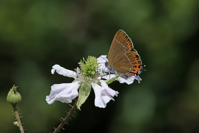 Framed Print : RF - Black hairstreak (Satyrium pruni) nectaring on flower, Northamptonshire, England, UK. June. (This image may be licensed either as rights managed or royalty free.) Framed Print : RF - Black hairstreak (Satyrium pruni) nectaring on flower, Northamptonshire, England, UK. June. (This image may be licensed either as rights managed or royalty free.)