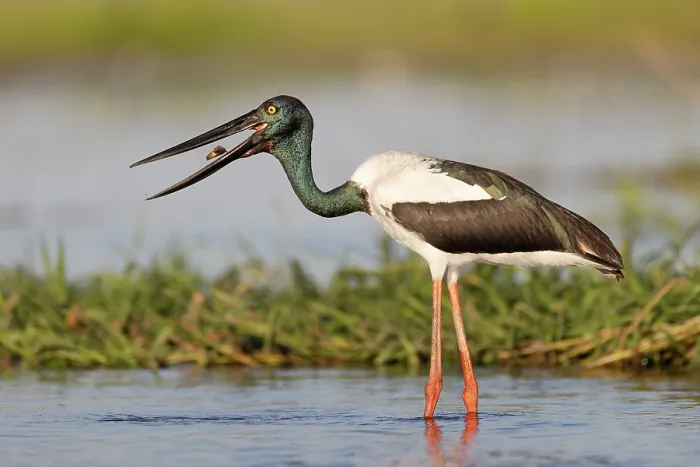 Framed Print : RF - Black-necked stork (Ephippiorhynchus asiaticus) female, standing in shallow water feeding on an Eel-tail catfish (Neosilurus ater), Corroboree billbong, Northern Territory