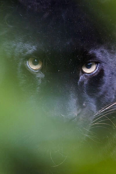 RF - Black panther  /  melanistic Leopard (Panthera pardus) peering through leaves, captive