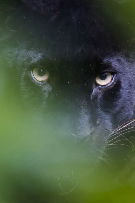 Framed Print : RF - Black panther / melanistic Leopard (Panthera pardus) peering through leaves, captive Framed Print : RF - Black panther / melanistic Leopard (Panthera pardus) peering through leaves, captive