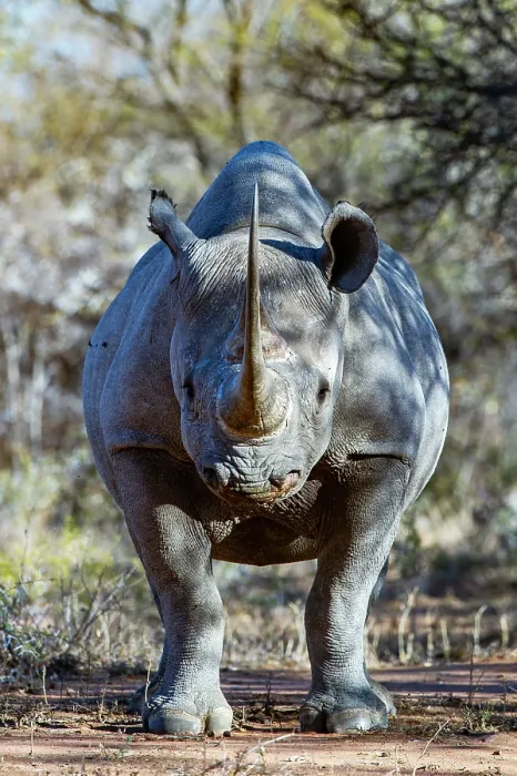 Framed Print : RF - Black rhinoceros (Diceros bicornis) male, portrait, Marataba, Marakele National Park, Limpopo Province, South Africa. Critically endangered Framed Print : RF - Black rhinoceros (Diceros bicornis) male, portrait, Marataba, Marakele National Park, Limpopo Province, South Africa. Critically endangered