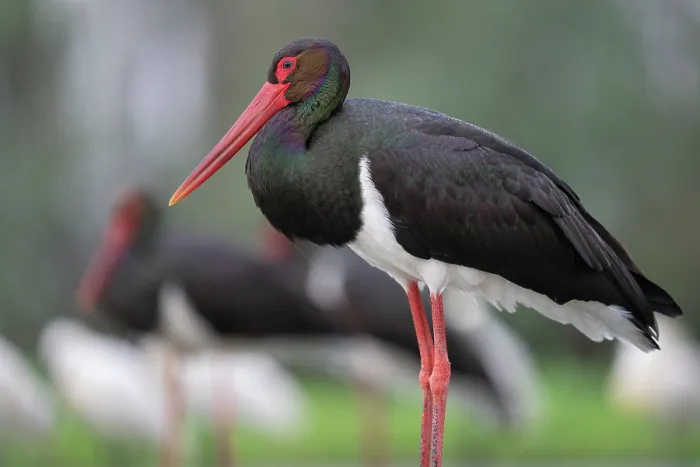 Framed Print : RF - Black stork (Ciconia nigra) portrait, Pusztaszer, Kiskunsagi National Park, Hungary. May. (This image may be licensed either as rights managed or royalty free.)