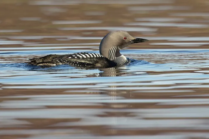 Framed Print : RF - Black-throated diver (Gavia arctica) on water, Scotland, UK. April. (This image may be licensed either as rights managed or royalty free.) Framed Print : RF - Black-throated diver (Gavia arctica) on water, Scotland, UK. April. (This image may be licensed either as rights managed or royalty free.)