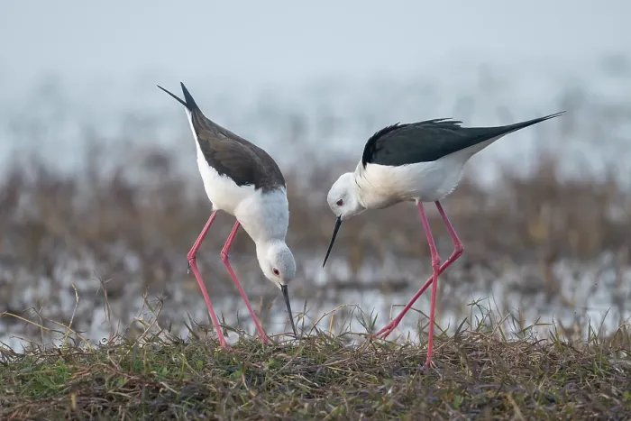Framed Print : RF - Black-winged stilts ( Himantopus himantopus) pair searching for a potential nesting site, Pachgaon, near Dholpur, Rajasthan, India Framed Print : RF - Black-winged stilts ( Himantopus himantopus) pair searching for a potential nesting site, Pachgaon, near Dholpur, Rajasthan, India