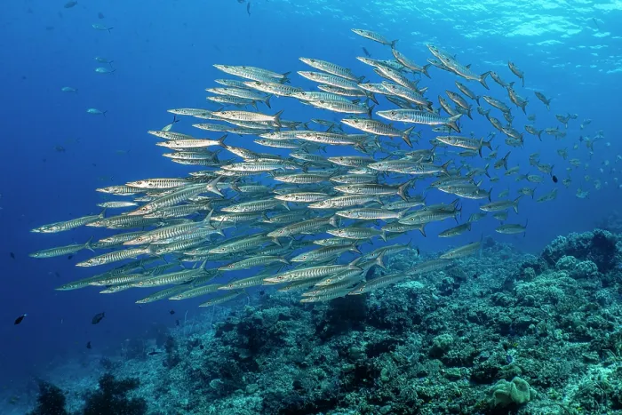 Framed Print : RF - Blackfinl barracuda (Sphyraena qenie) school swimming over coral reef, Misool, Raja Ampat, West Papua, Indonesia, Ceram Sea, Pacific Ocean Framed Print : RF - Blackfinl barracuda (Sphyraena qenie) school swimming over coral reef, Misool, Raja Ampat, West Papua, Indonesia, Ceram Sea, Pacific Ocean