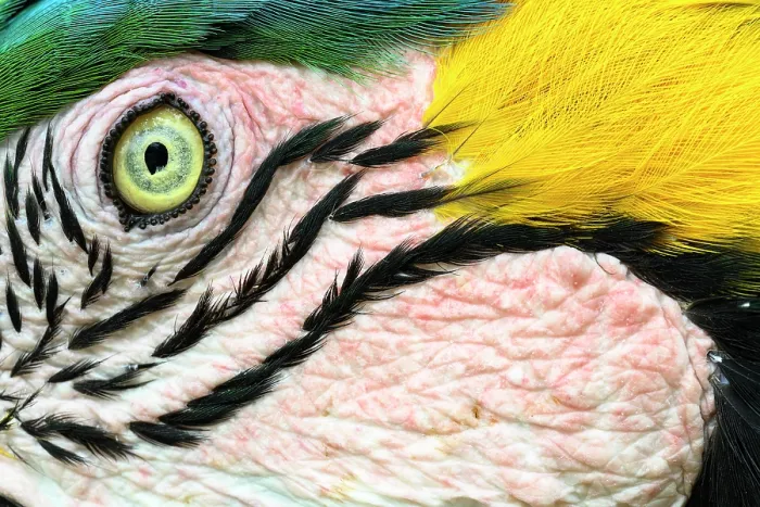 Framed Print : RF - Blue-and-yellow macaw (Ara ararauna) face detail, northern Pantanal, Mato Grosso, Brazil. (This image may be licensed either as rights managed or royalty free.) Framed Print : RF - Blue-and-yellow macaw (Ara ararauna) face detail, northern Pantanal, Mato Grosso, Brazil. (This image may be licensed either as rights managed or royalty free.)