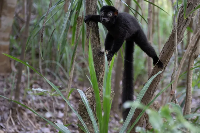 Framed Print : RF - Blue-eyed black lemur (Eulemur flavifrons) male, climbing among trees, Ambalavao Forest, south of Maromandia, Madagascar. Critically endangered