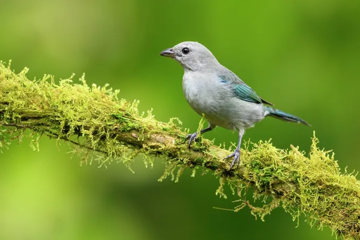Framed Print : RF - Blue-grey tanager (Thraupis episcopus) male, perched on lichen-covered branch in cloud forest, Mindo area, Pacific slope, Ecuador Framed Print : RF - Blue-grey tanager (Thraupis episcopus) male, perched on lichen-covered branch in cloud forest, Mindo area, Pacific slope, Ecuador