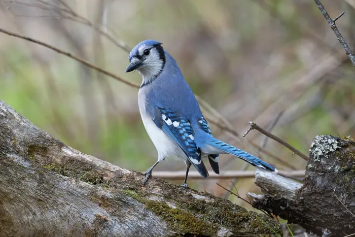 Framed Print : RF - Blue jay (Cyanocitta cristata) perched on branch, Acadia National Park, Maine, USA. May. (This image may be licensed either as rights managed or royalty free.) Framed Print : RF - Blue jay (Cyanocitta cristata) perched on branch, Acadia National Park, Maine, USA. May. (This image may be licensed either as rights managed or royalty free.)
