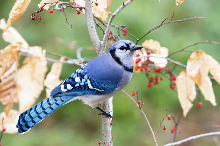 Framed Print : RF - Blue jay (Cyanocitta cristata) perched in tree next to sprigs of Bittersweet (Solanum dulcamara), Milford, Connecticut, USA. January Framed Print : RF - Blue jay (Cyanocitta cristata) perched in tree next to sprigs of Bittersweet (Solanum dulcamara), Milford, Connecticut, USA. January
