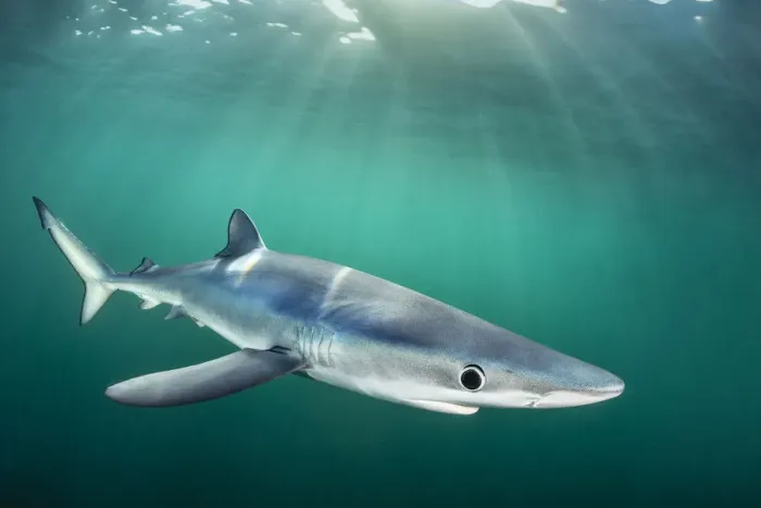 Framed Print : RF - Blue shark (Prionace glauca) cruises beneath the surface of the English Channel with Framed Print : RF - Blue shark (Prionace glauca) cruises beneath the surface of the English Channel with