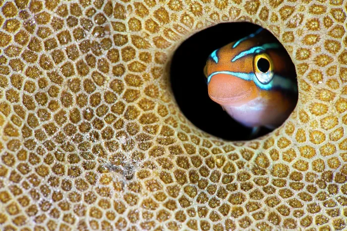 Framed Print : RF - Blue striped fangblenny (Plagiotremus rhinorhynchos) peering out from hole in a hard coral, Misool, Raja Ampat, West Papua, Indonesia, Ceram Sea, Pacific Ocean Framed Print : RF - Blue striped fangblenny (Plagiotremus rhinorhynchos) peering out from hole in a hard coral, Misool, Raja Ampat, West Papua, Indonesia, Ceram Sea, Pacific Ocean