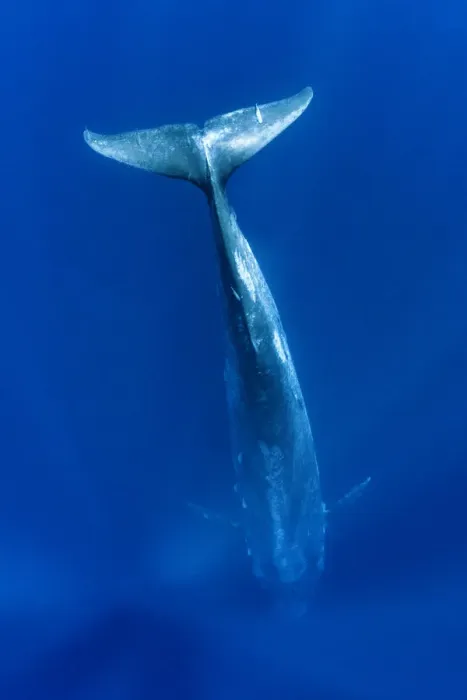 Framed Print : RF - Blue whale (Balaenoptera musculus) diving vertically down into the ocean to feed