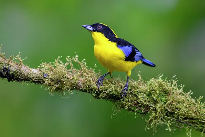 Framed Print : RF - Blue-winged mountain tanager (Anisognathus somptuosus) male, perched on lichen-covered branch in cloud forest, Mindo area, Pacific slope, Ecuador Framed Print : RF - Blue-winged mountain tanager (Anisognathus somptuosus) male, perched on lichen-covered branch in cloud forest, Mindo area, Pacific slope, Ecuador