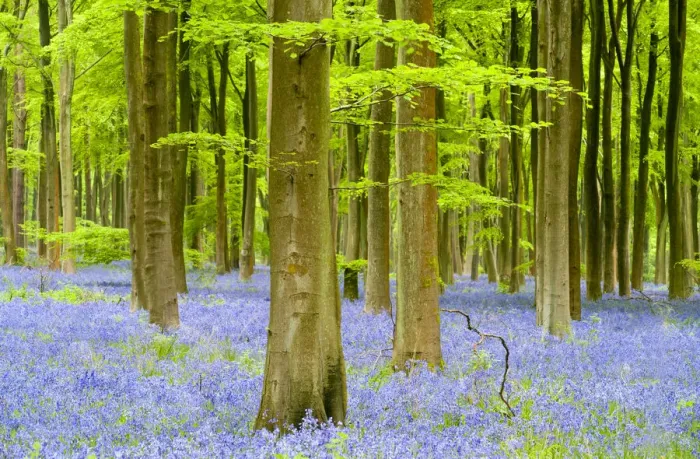 Framed Print : RF- Bluebell carpet (Hyacinthoides non-scripta) among beech trees (Fagus sylvatica)