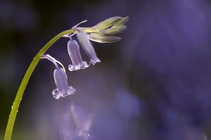 Framed Print : RF - Bluebell (Hyacinthoides non-scripta) close-up. Lanhydrock woodland, Cornwall, UK Framed Print : RF - Bluebell (Hyacinthoides non-scripta) close-up. Lanhydrock woodland, Cornwall, UK